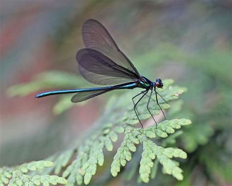 The Enchanting Fascination of Ebony Dragonflies in Dreams