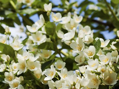 The Enchanting Fragrance of White Yellow Flowers