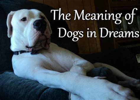 The Enchanting Influence of Animal Symbolism in Dreams