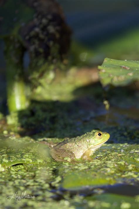 The Enchanting Realm of Bullfrogs