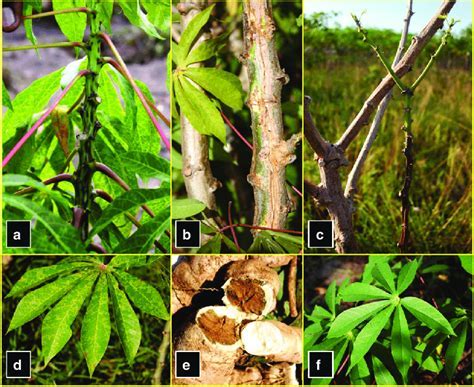 The Enchanting Realm of Envisioning Cassava Foliage