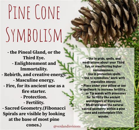 The Enchanting Realm of Pine Cones