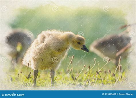 The Enchanting Universe of Infant Waterfowl Dreams