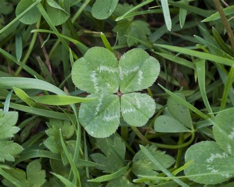 The Enchantment of Four Leaf Clovers: Unveiling the Enigma