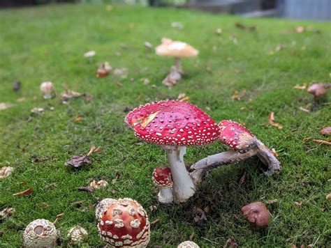 The Enchantment of Fungi: Unveiling the Significance of Mushrooms in Folk Beliefs and Legends