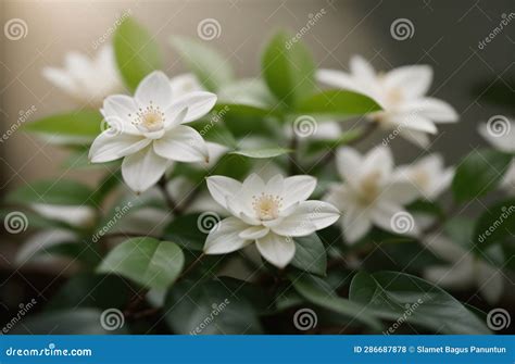 The Enchantment of Jasmine Flowers: A Scent Beyond Compare