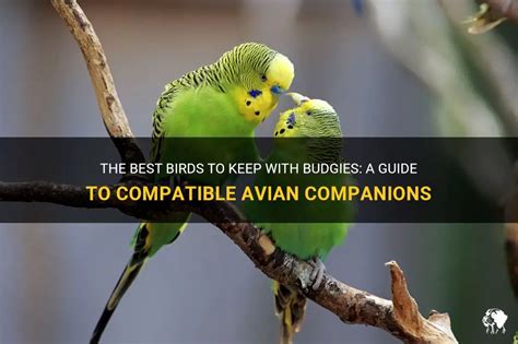 The Enchantment of Keeping Petite Avian Companions