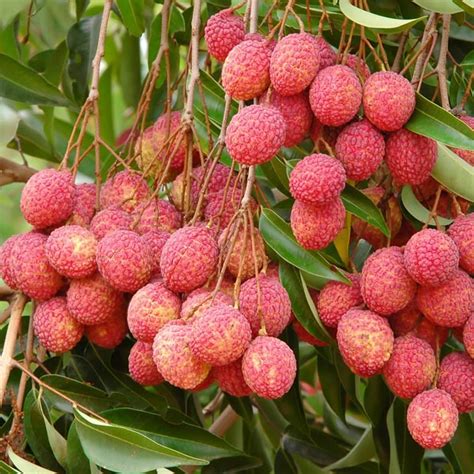 The Enchantment of Lychee in Asian Culture