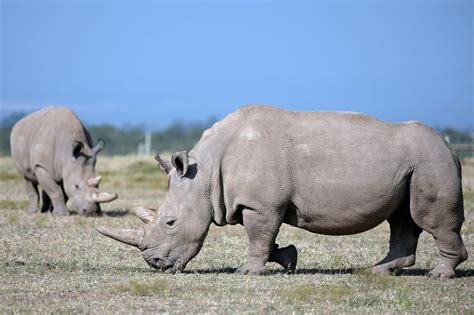 The Endangered White Rhino: A Species on the Brink of Extinction