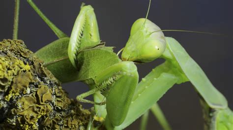 The Enigma Surrounding the Emerald Praying Mantis