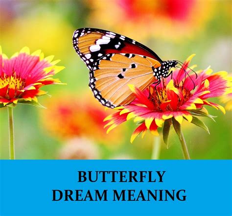 The Enigma and Symbolism of Butterflies in Dreams