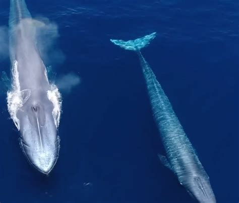 The Enigma of Blue Whale Migration: Astonishing Long-Distance Adventurers