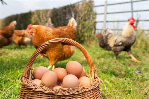 The Enigma of Collecting New Poultry's Laid Eggs