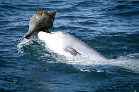 The Enigma of Dolphin Dreams: Decoding Their Cryptic Communication