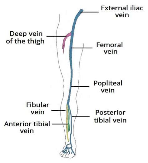 The Enigma of Dreams About Veins in the Lower Limbs