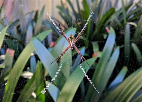 The Enigma of Pale Invertebrates: An In-Depth Investigation