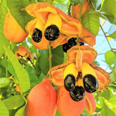 The Enigma of the Ackee Tree: A Symbolic Representation of Vitality and Metamorphosis