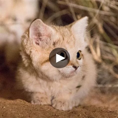 The Enigma of the Elusive Emerald-Eyed Feline