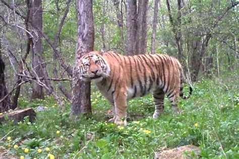 The Enigma of the Siberian Tiger