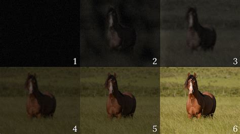 The Enigma of the Spectral Equine: Veracity or Imagination?