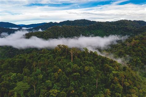 The Enigmas of the Amazon Rainforest: An Expedition into the Unexplored