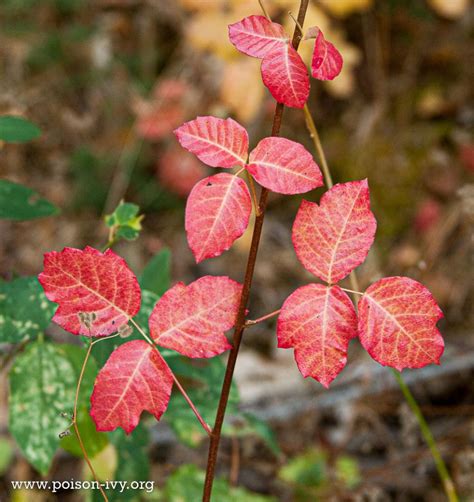 The Enigmatic Allure of Poison Oak