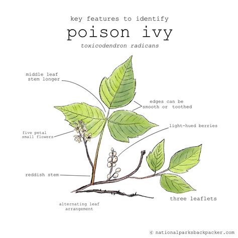 The Enigmatic Attraction of Poison Ivy