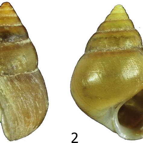 The Enigmatic Beauty of Pale Gastropods