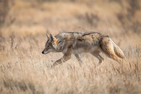 The Enigmatic Behavior of Coyotes and Their Potential as Companions