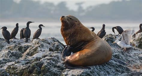 The Enigmatic Behaviors of Marine Lions