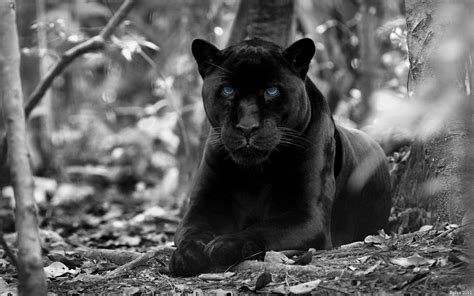 The Enigmatic Black Puma: Deciphering Its Mythical Origins