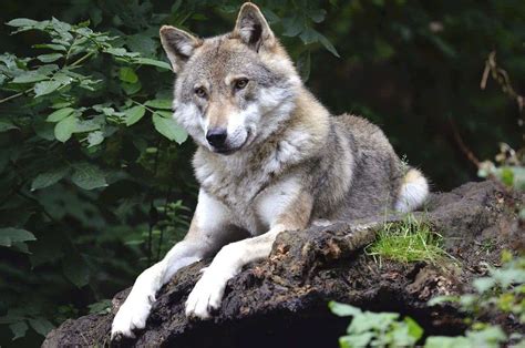 The Enigmatic Bond between Wolf-inflicted Nightmares and Domesticated Animal Victims