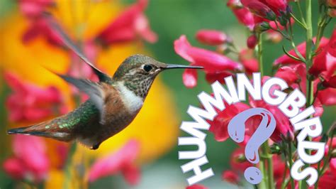 The Enigmatic Charm: Unraveling the Mysteries of the Inanimate Hummingbird