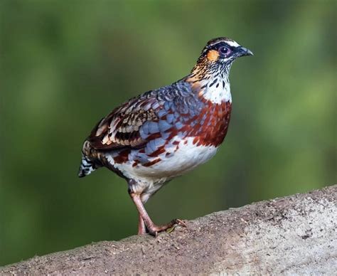 The Enigmatic Charm of Ivory Partridges