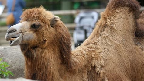 The Enigmatic Connotations of Being Bitten by a Camel