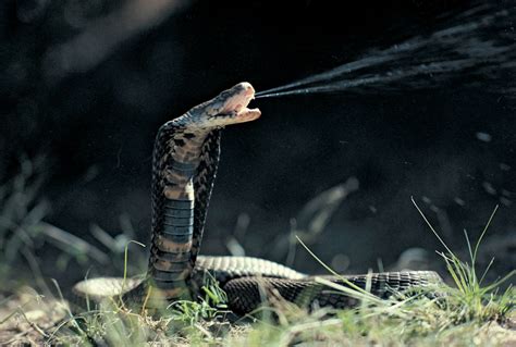 The Enigmatic Dancing Moves of the Spitting Cobra