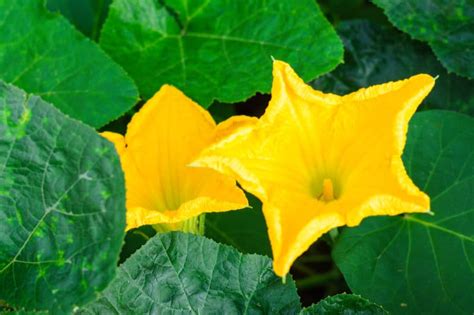 The Enigmatic Elegance of Pumpkin Blossoms