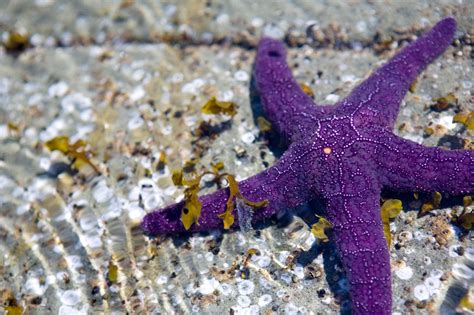 The Enigmatic Image of Starfish: Signifying Metamorphosis and Rebirth