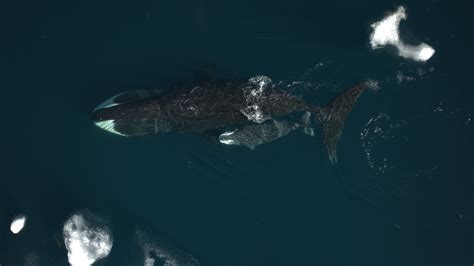 The Enigmatic Miracle of Whales Engaging in Prenatal Reveries