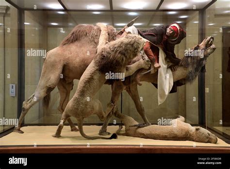 The Enigmatic Origin of the Decapitated Dromedary