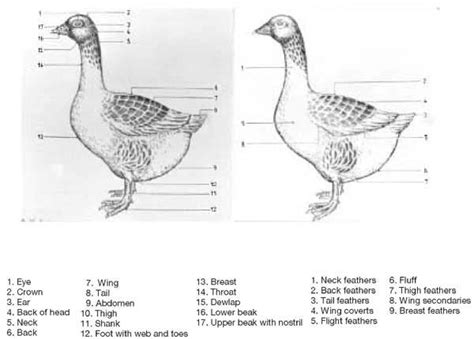 The Enigmatic Origins of the Melodious Goose Composition