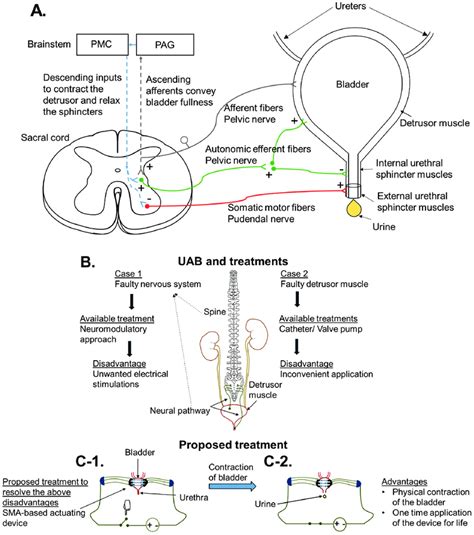 The Enigmatic Phenomenon of Dreams Involving an Upright Posture During Micturition