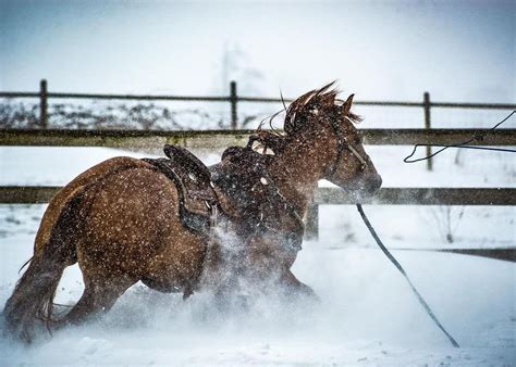 The Enigmatic Phenomenon of Unrestrained Equine Dreams