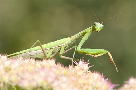 The Enigmatic Praying Mantis: An Intriguing Insect Symbol