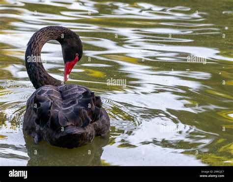 The Enigmatic Presence of Ebony Waterfowl in Fantasies