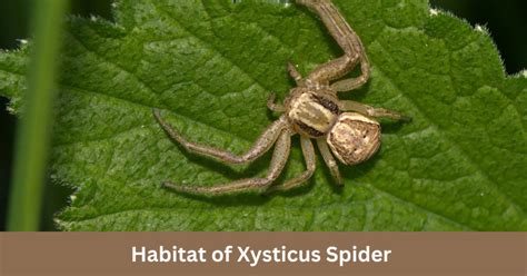 The Enigmatic Presence of Spiders: