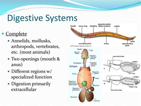 The Enigmatic Realm of Creatures' Digestive Tracts