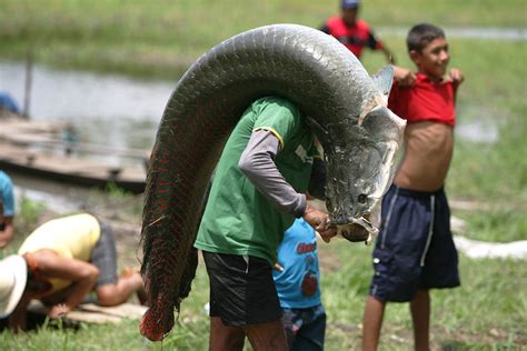 The Enigmatic Realm of Fish Ambulation