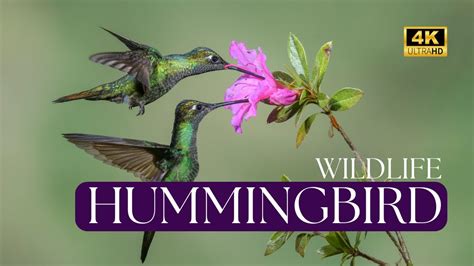 The Enigmatic Realm of Golden Hummingbirds