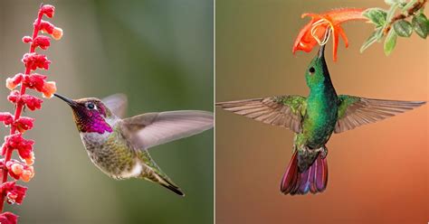 The Enigmatic Realm of Hummingbirds